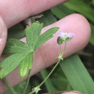 Geranium gardneri at Depot Beach, NSW - 30 Nov 2022