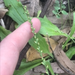 Plantago debilis (Shade Plantain) at Depot Beach, NSW - 30 Nov 2022 by Tapirlord