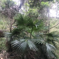 Livistona australis (Australian Cabbage Palm) at Murramarang National Park - 30 Nov 2022 by Tapirlord