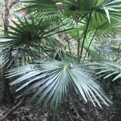 Livistona australis at Depot Beach, NSW - suppressed