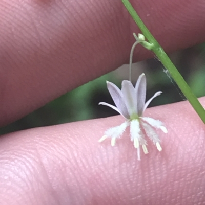 Arthropodium sp. South-east Highlands (N.G.Walsh 811) Vic. Herbarium at Murramarang National Park - 30 Nov 2022 by Tapirlord