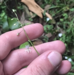 Arthropodium glareosorum at Depot Beach, NSW - 30 Nov 2022 12:14 PM