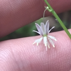 Arthropodium glareosorum at Depot Beach, NSW - 30 Nov 2022 12:14 PM