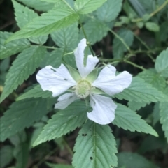 Rubus rosifolius (Rose-leaf Bramble) at Depot Beach, NSW - 30 Nov 2022 by Tapirlord