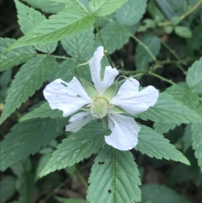 Rubus rosifolius (Rose-leaf Bramble) at Murramarang National Park - 30 Nov 2022 by Tapirlord