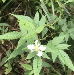 Rubus rosifolius at Depot Beach, NSW - 30 Nov 2022