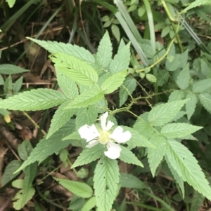 Rubus rosifolius at Depot Beach, NSW - 30 Nov 2022