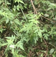 Rubus rosifolius at Depot Beach, NSW - 30 Nov 2022 12:18 PM