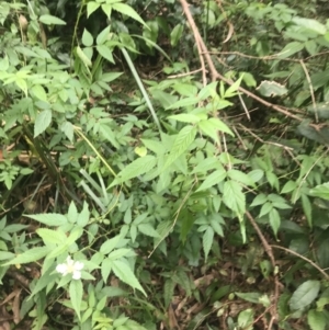 Rubus rosifolius at Depot Beach, NSW - 30 Nov 2022