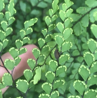 Adiantum formosum (Black Stem, Black-stem Maidenhair) at Depot Beach, NSW - 30 Nov 2022 by Tapirlord