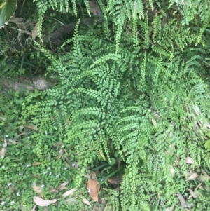 Adiantum formosum at Depot Beach, NSW - 30 Nov 2022 12:13 PM