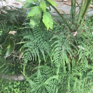 Adiantum formosum at Depot Beach, NSW - 30 Nov 2022 12:13 PM