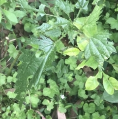 Urtica incisa at Depot Beach, NSW - 30 Nov 2022