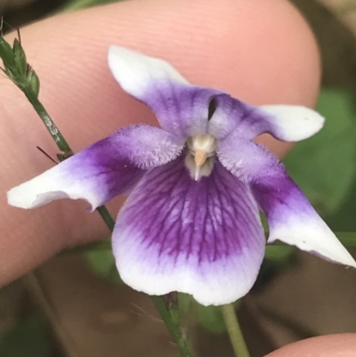 Viola banksii (Native Violet) at Murramarang National Park - 30 Nov 2022 by Tapirlord
