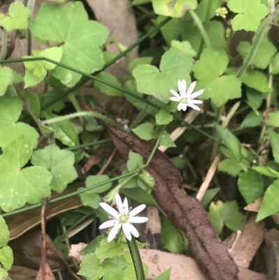 Stellaria flaccida (Forest Starwort) at Depot Beach, NSW - 30 Nov 2022 by Tapirlord