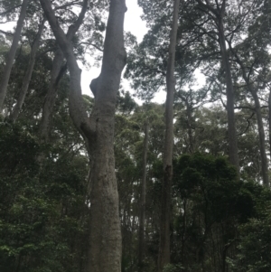 Corymbia maculata at Broulee, NSW - 30 Nov 2022