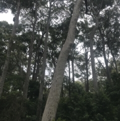 Corymbia maculata at Broulee, NSW - 30 Nov 2022