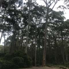 Corymbia maculata at Broulee, NSW - 30 Nov 2022