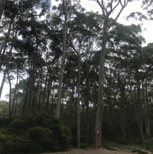 Corymbia maculata at Broulee, NSW - 30 Nov 2022