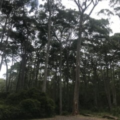 Corymbia maculata at Broulee, NSW - 30 Nov 2022