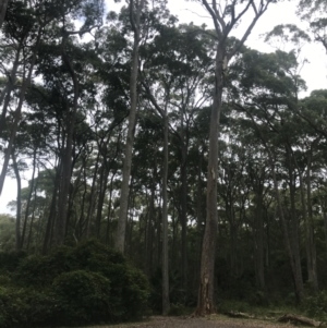 Corymbia maculata at Broulee, NSW - 30 Nov 2022