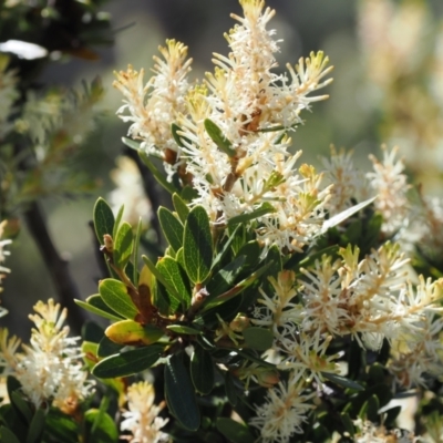 Orites lancifolius (Alpine Orites) at Kosciuszko National Park, NSW - 13 Dec 2022 by RAllen