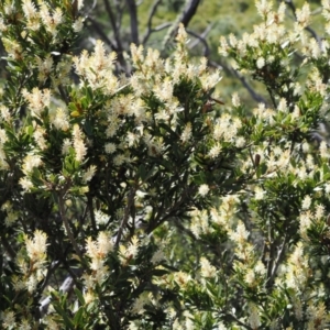 Orites lancifolius at Kosciuszko National Park, NSW - 13 Dec 2022