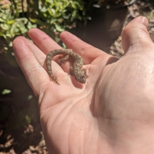 Christinus marmoratus at Waramanga, ACT - 18 Dec 2022