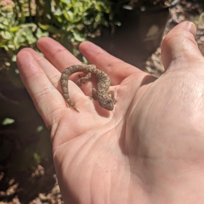 Christinus marmoratus (Southern Marbled Gecko) at Waramanga, ACT - 18 Dec 2022 by Samh