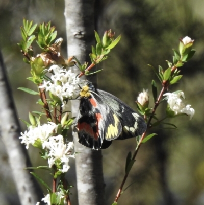 Delias harpalyce (Imperial Jezebel) at Wingecarribee Local Government Area - 23 Nov 2022 by GlossyGal