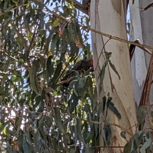 Callocephalon fimbriatum at Waramanga, ACT - suppressed