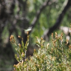 Graphium macleayanum at Kosciuszko National Park, NSW - 13 Dec 2022