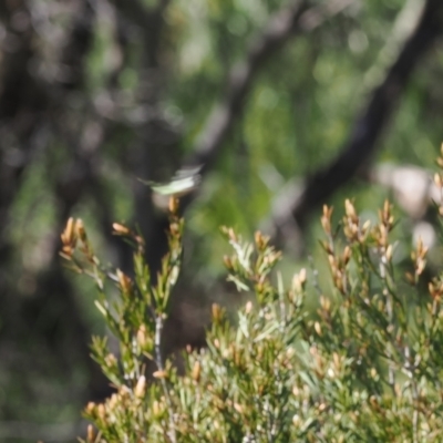 Graphium macleayanum (Macleay's Swallowtail) at Kosciuszko National Park, NSW - 13 Dec 2022 by RAllen