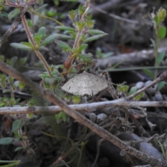 Unidentified Geometer moth (Geometridae) at High Range - 24 Nov 2022 by GlossyGal