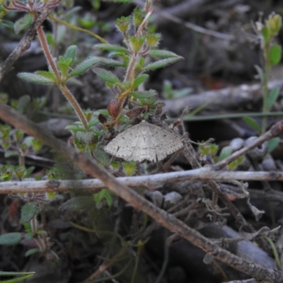 Unidentified Geometer moth (Geometridae) at High Range - 23 Nov 2022 by GlossyGal