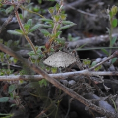 Unidentified Geometer moth (Geometridae) at High Range - 23 Nov 2022 by GlossyGal