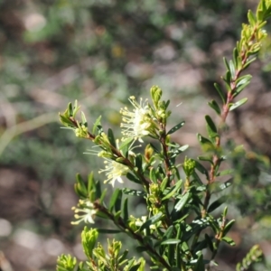 Phebalium squamulosum subsp. ozothamnoides at Kosciuszko National Park, NSW - 13 Dec 2022 10:03 AM