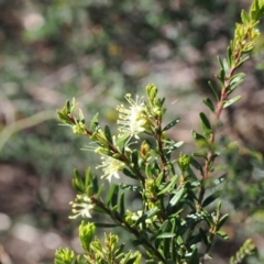 Phebalium squamulosum subsp. ozothamnoides (Alpine Phebalium, Scaly Phebalium) at Kosciuszko National Park, NSW - 12 Dec 2022 by RAllen