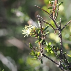 Phebalium squamulosum subsp. ozothamnoides at Kosciuszko National Park, NSW - 13 Dec 2022