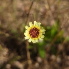 Tolpis barbata (Yellow Hawkweed) at Ginninderry Conservation Corridor - 17 Dec 2022 by RobynHall