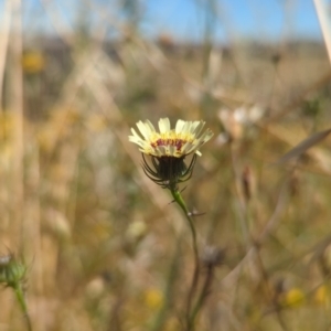 Tolpis barbata at Coree, ACT - 18 Dec 2022