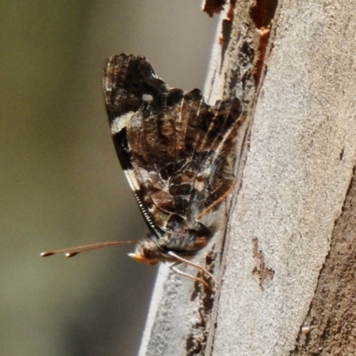 Vanessa itea (Yellow Admiral) at Wingecarribee Local Government Area - 24 Nov 2022 by GlossyGal