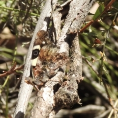 Vanessa itea at High Range, NSW - 24 Nov 2022 11:56 AM