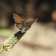 Neolucia agricola (Fringed Heath-blue) at High Range - 24 Nov 2022 by GlossyGal