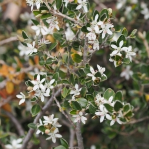 Nematolepis ovatifolia at Jacobs River, NSW - 13 Dec 2022