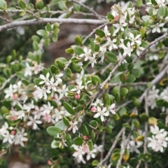 Nematolepis ovatifolia at Jacobs River, NSW - 13 Dec 2022