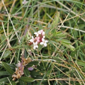 Pimelea alpina at Jacobs River, NSW - 13 Dec 2022