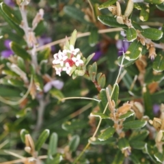 Pimelea alpina at Jacobs River, NSW - 13 Dec 2022 12:05 PM