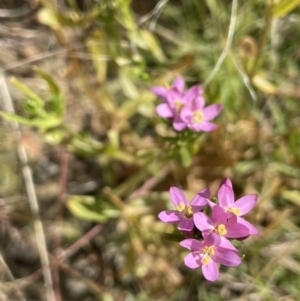 Centaurium tenuiflorum at Lake George, NSW - 17 Dec 2022 04:31 PM