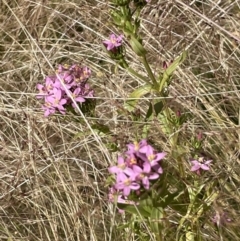 Centaurium tenuiflorum at Lake George, NSW - 17 Dec 2022 04:31 PM